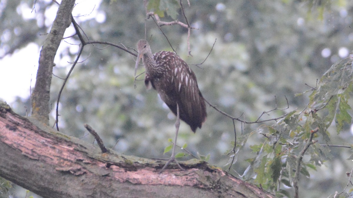 Limpkin - Carl Winstead