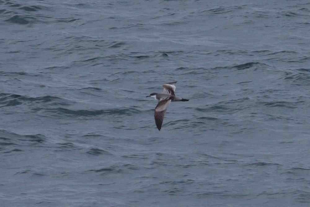 Buller's Shearwater - ML167232851