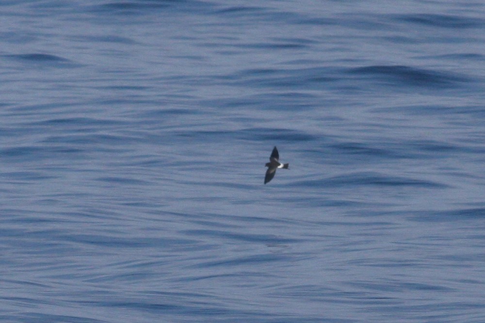 Wilson's Storm-Petrel - ML167232891