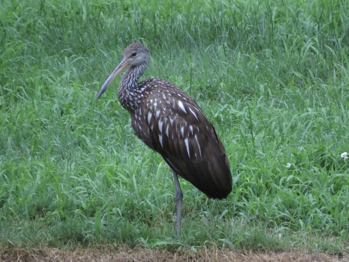 Limpkin - ML167233301