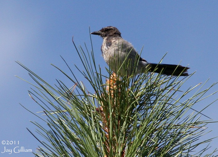 California Scrub-Jay - ML167234391