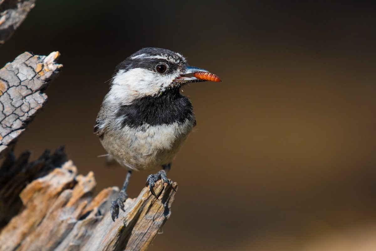 Mountain Chickadee - ML167234751