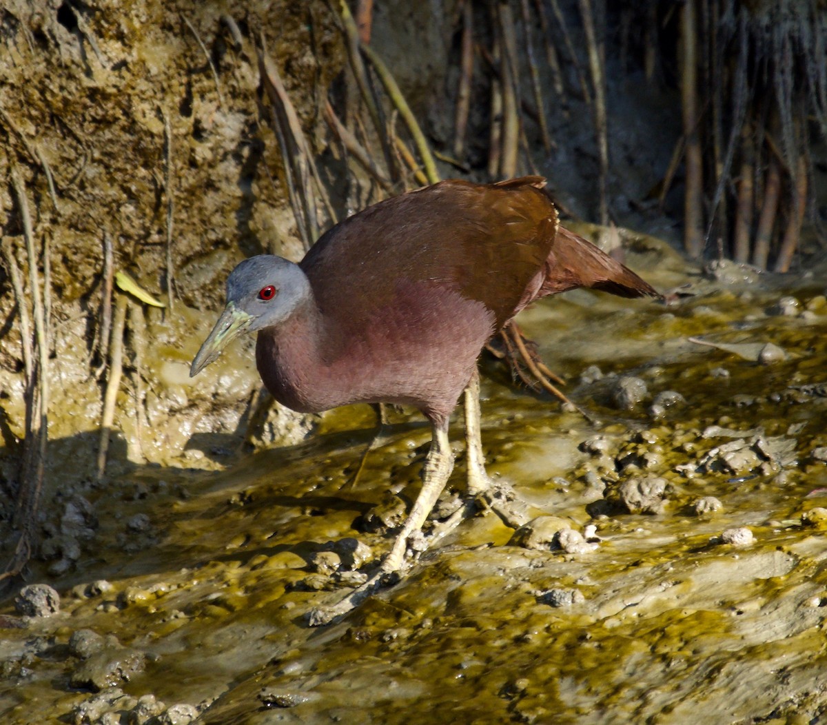 Chestnut Rail - ML167235051