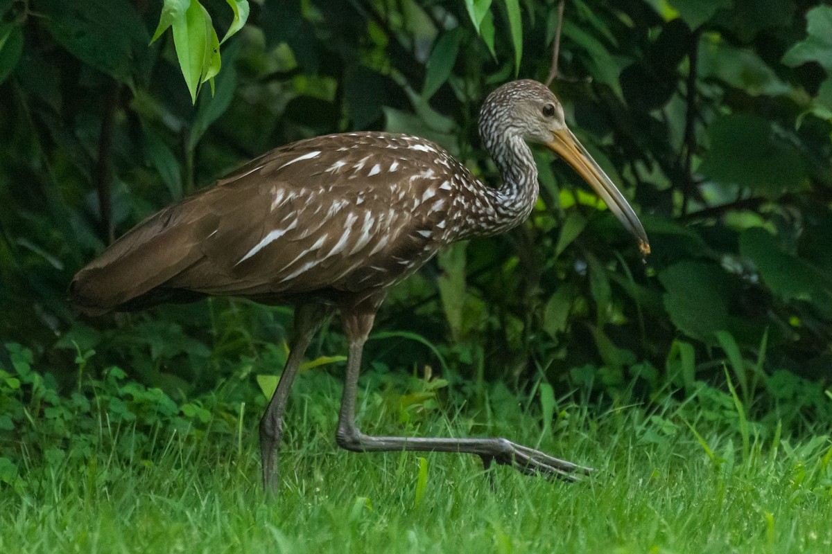 Limpkin - ML167236901