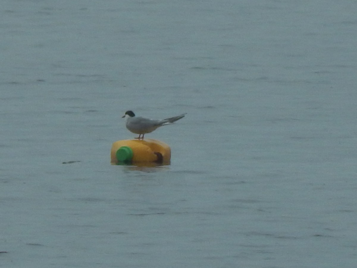 Common Tern - ML167239031