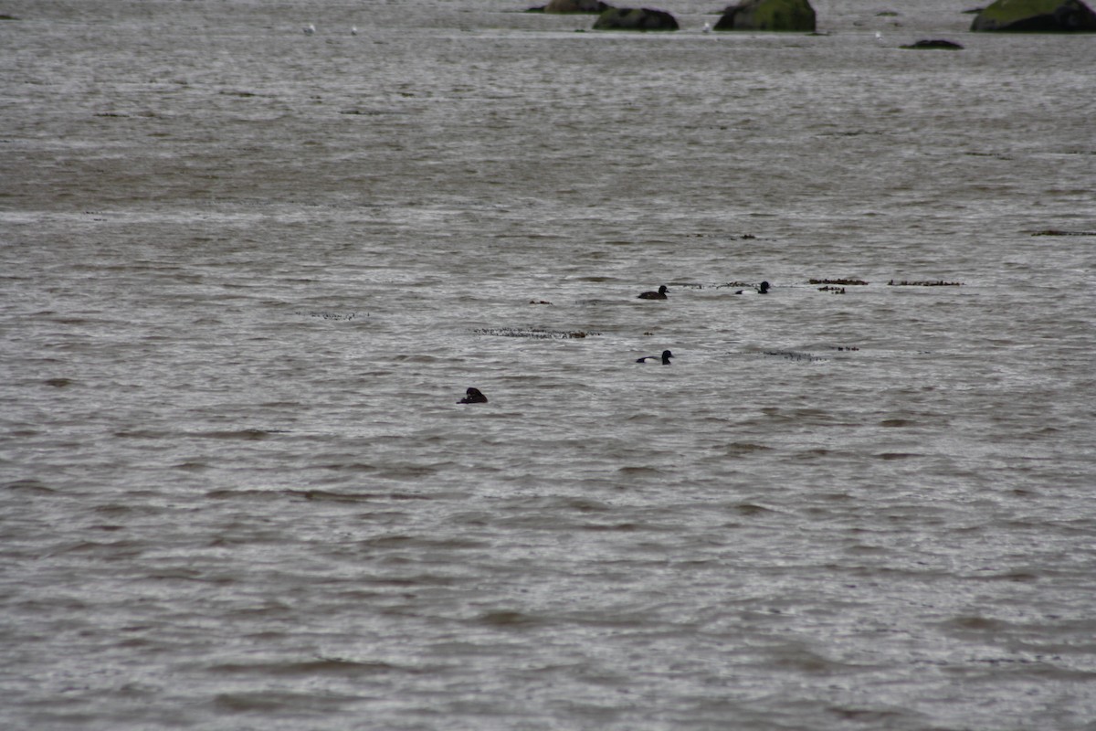 Greater Scaup - ML167240231