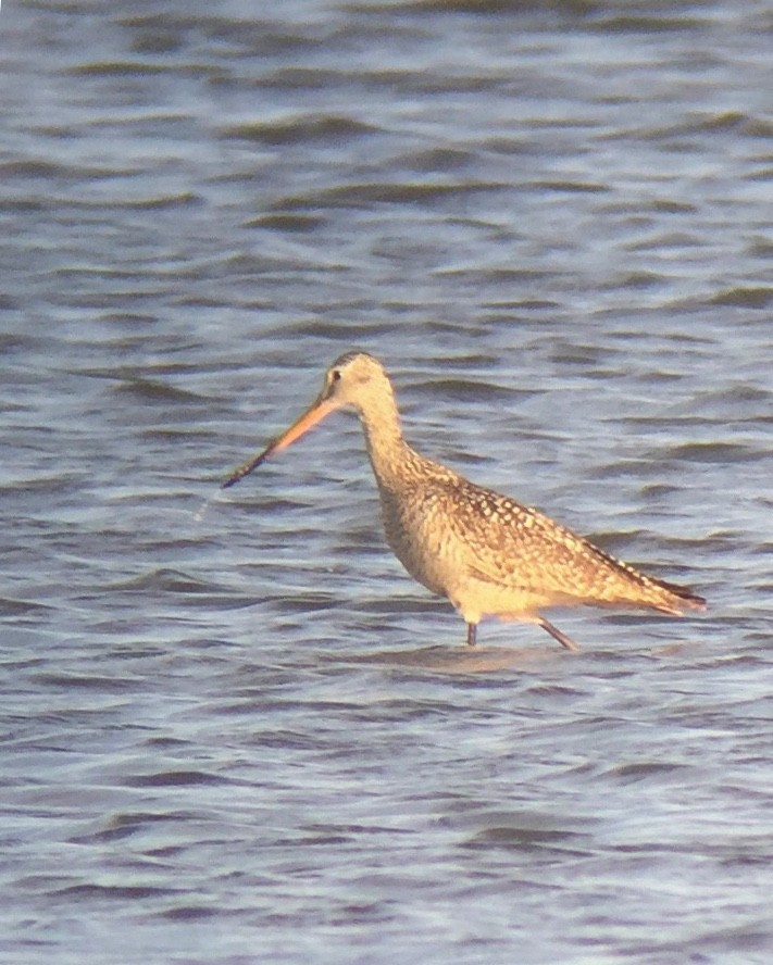 Marbled Godwit - ML167240741