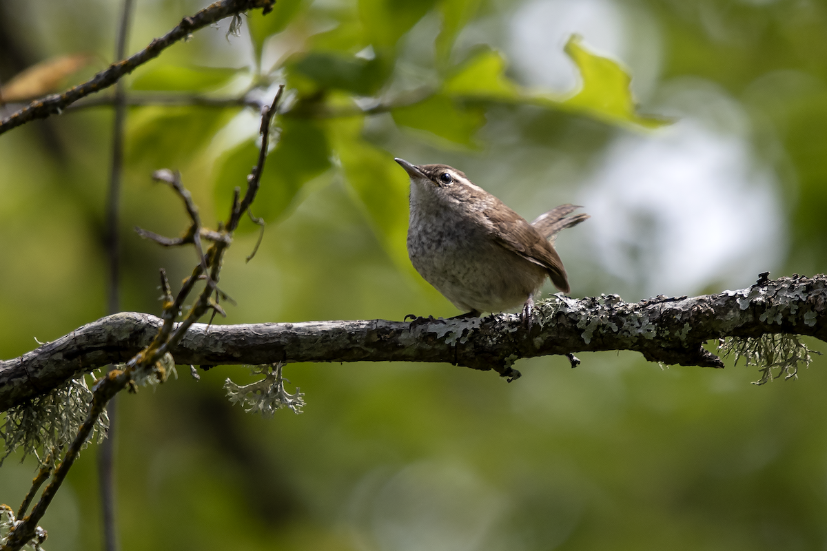 Bewick's Wren - ML167241661