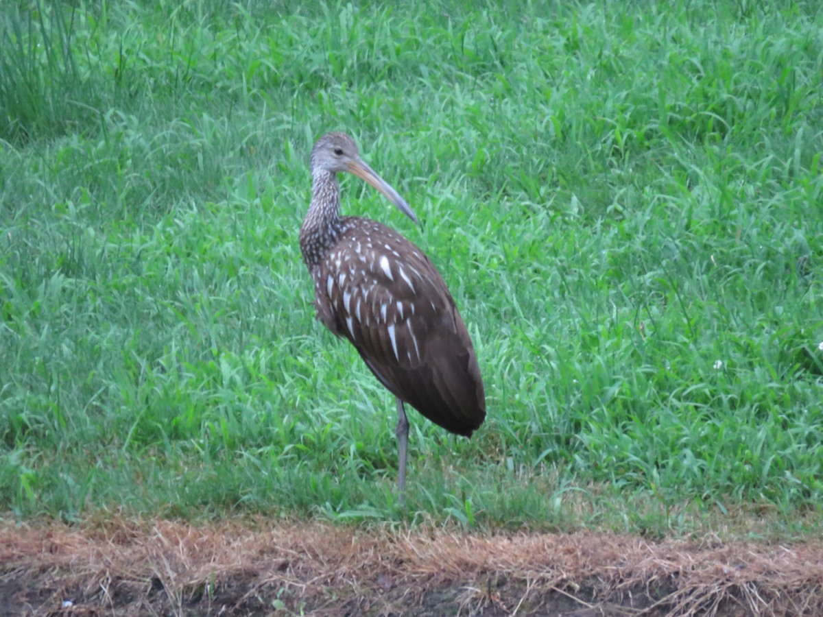 Limpkin - ML167242191