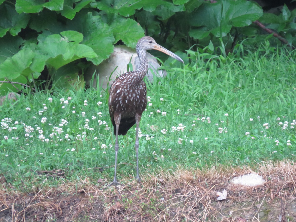 Limpkin - Cole DiFabio