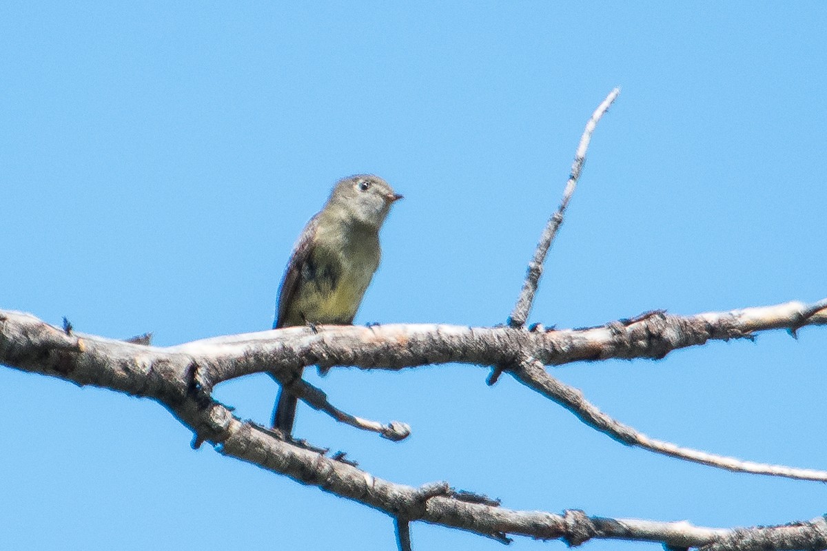 Hammond's Flycatcher - ML167244301