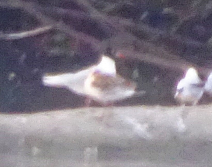 Mediterranean Gull - ML167245881