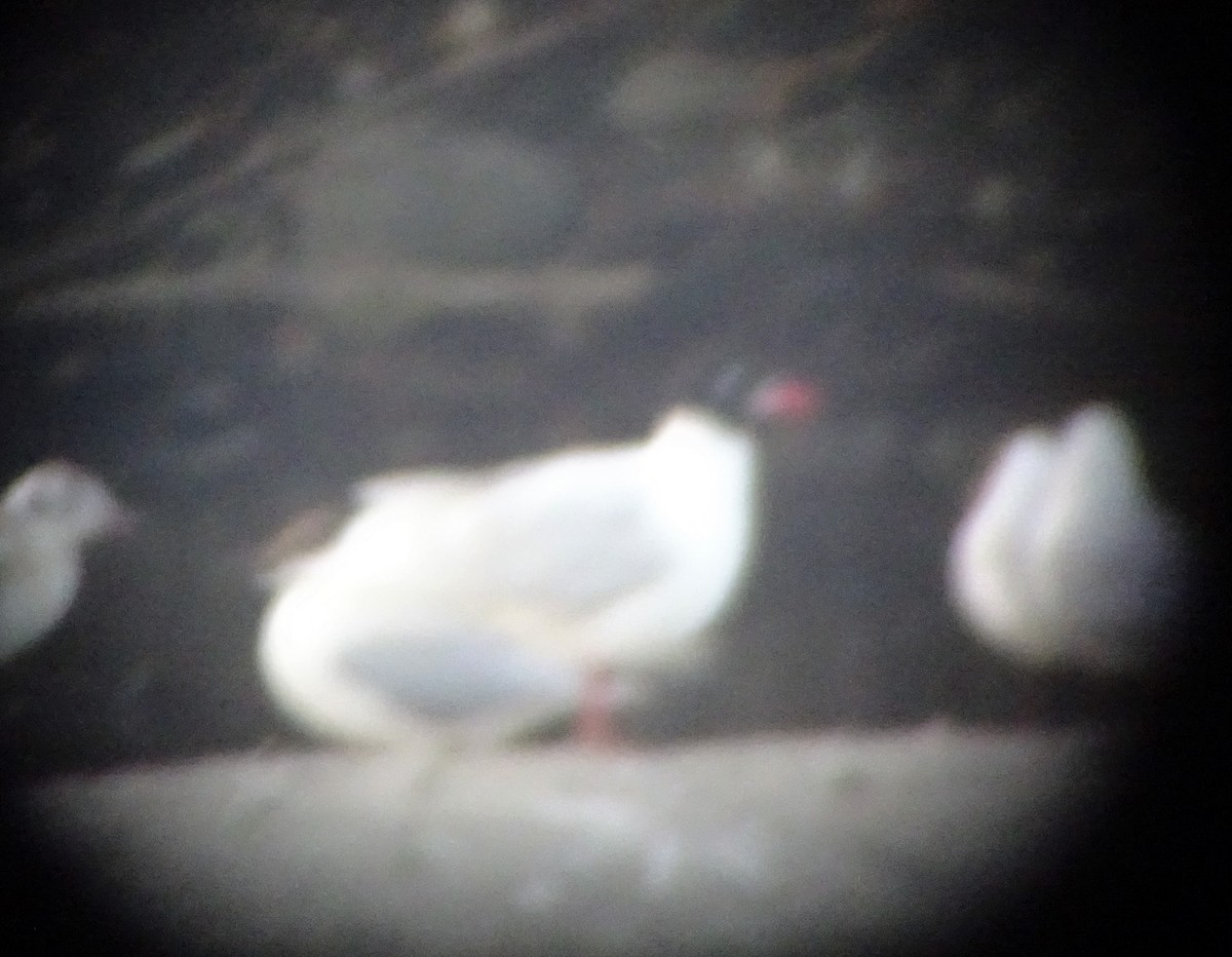 Mediterranean Gull - ML167245891