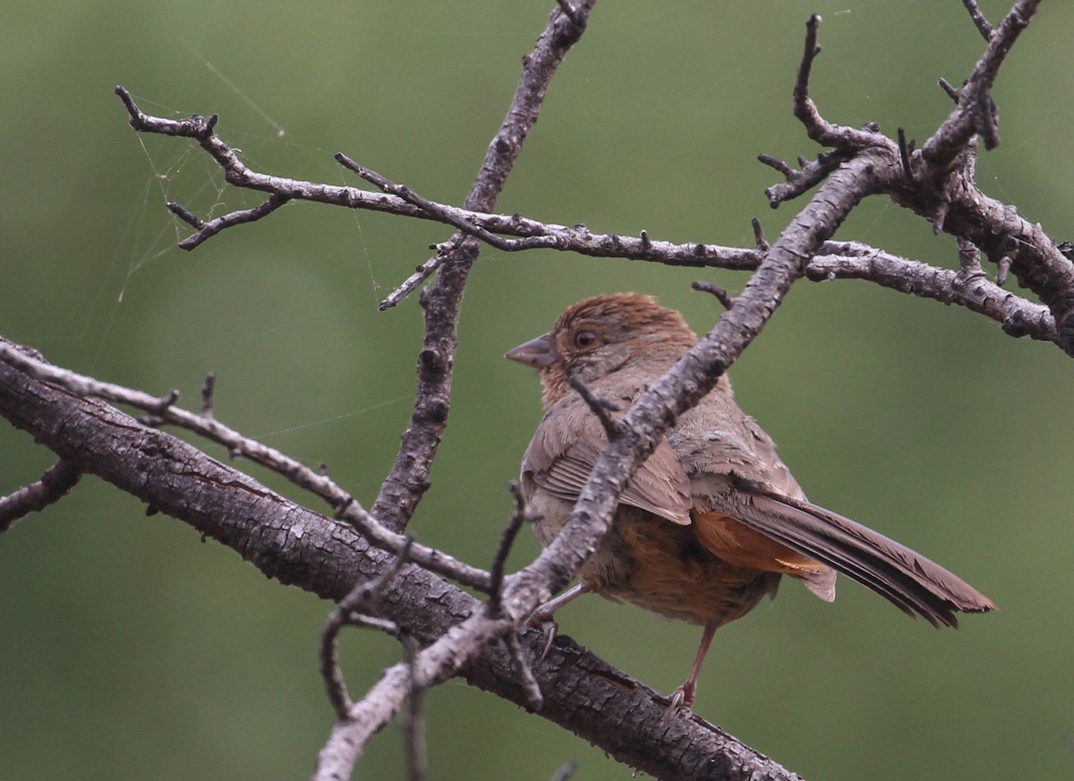 California Towhee - ML167246021