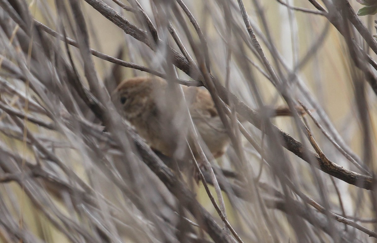 Rufous-crowned Sparrow - ML167246031