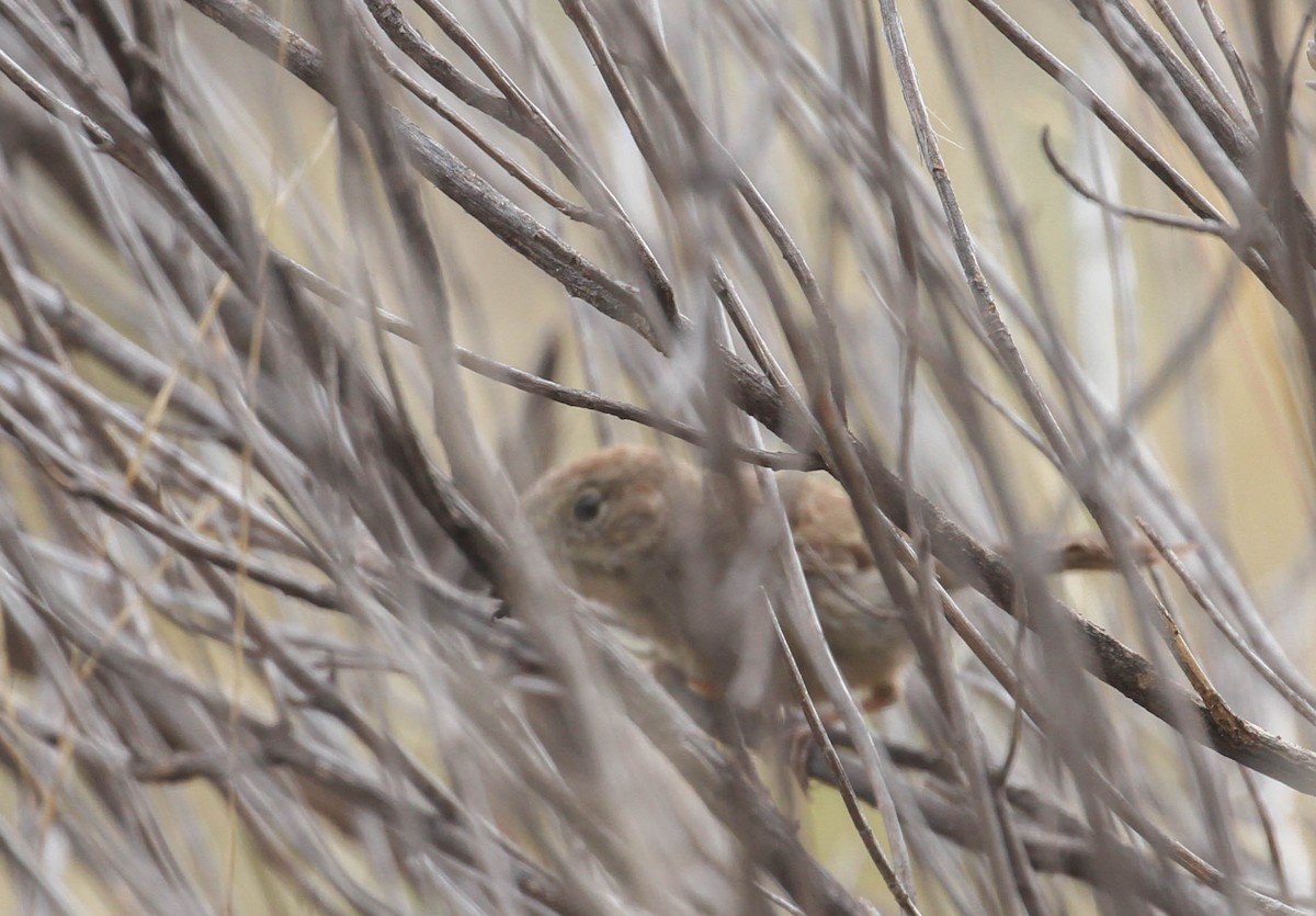 Rufous-crowned Sparrow - ML167246041