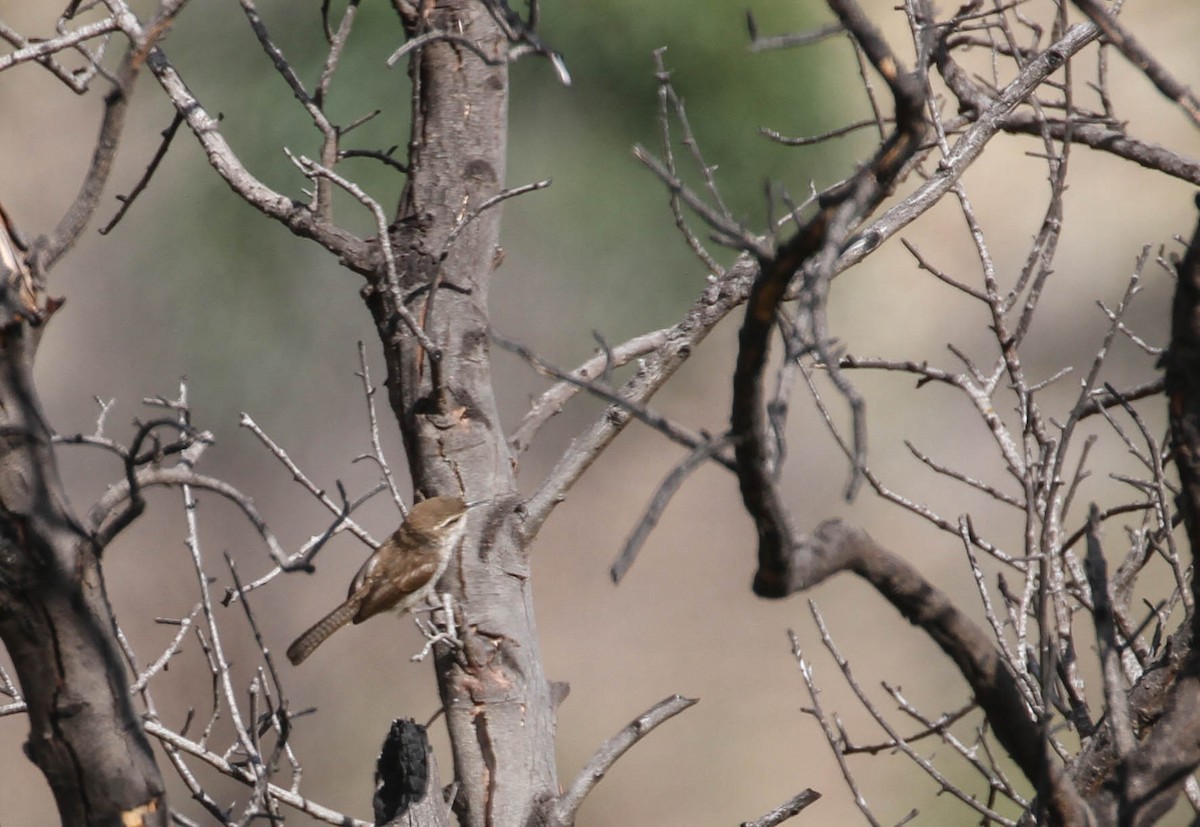 střízlík pokřovní - ML167246051