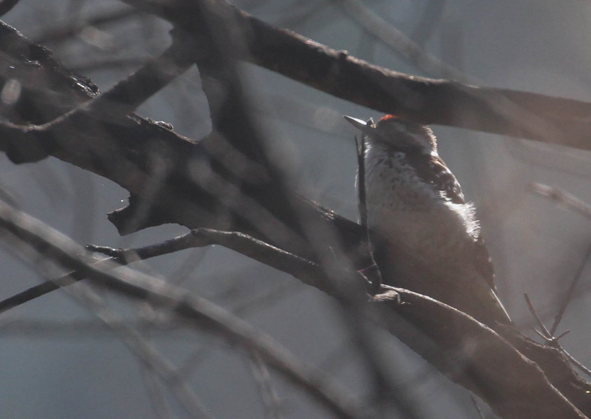 strakapoud kalifornský - ML167246091