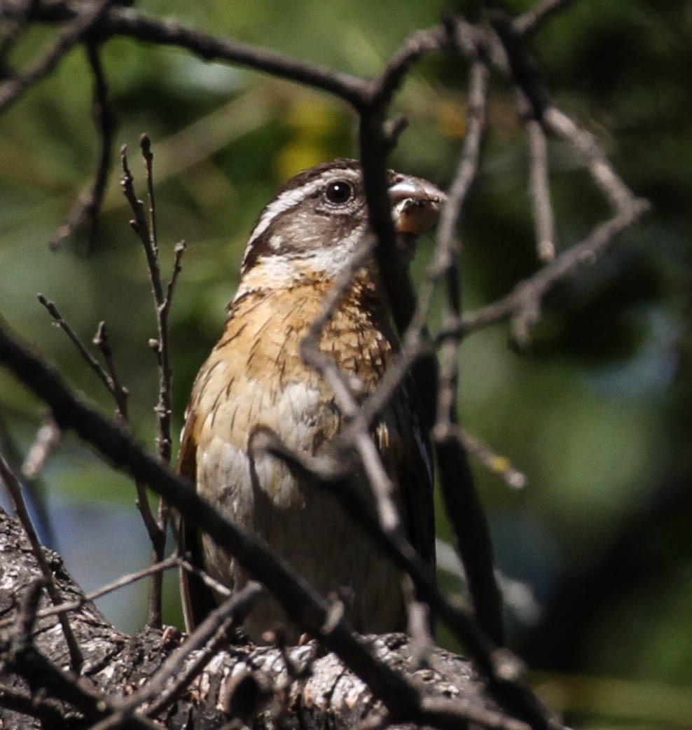 Black-headed Grosbeak - ML167246111