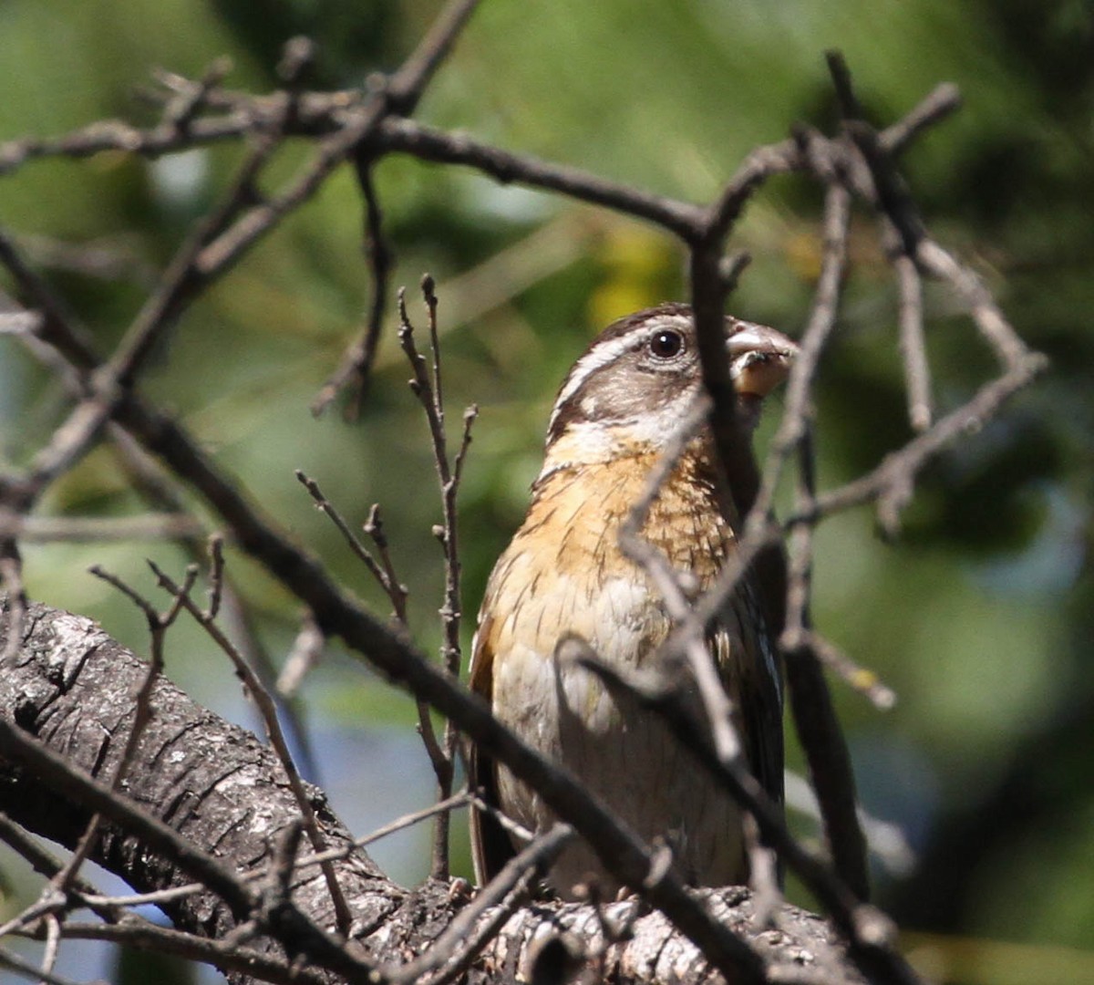 Black-headed Grosbeak - ML167246161