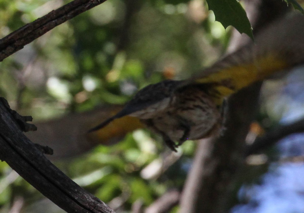 Black-headed Grosbeak - ML167246191