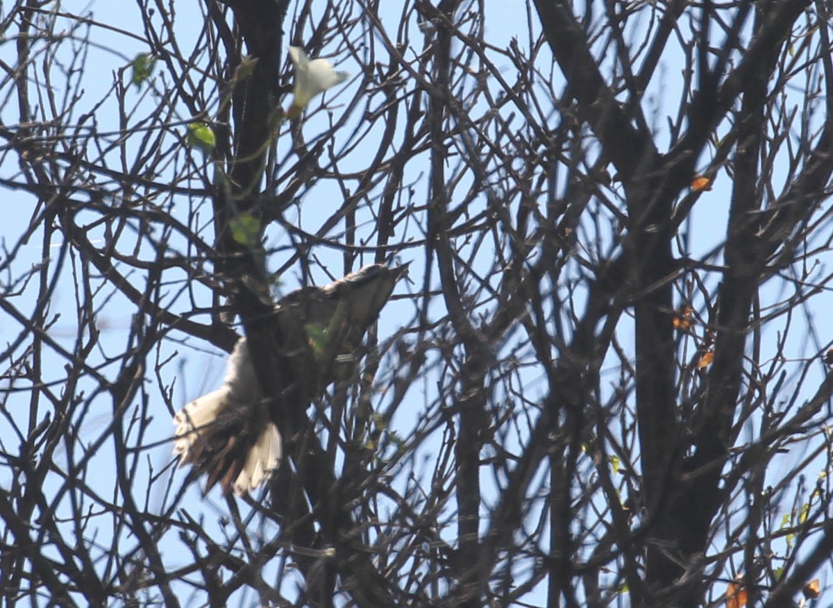 strakapoud kalifornský - ML167246221