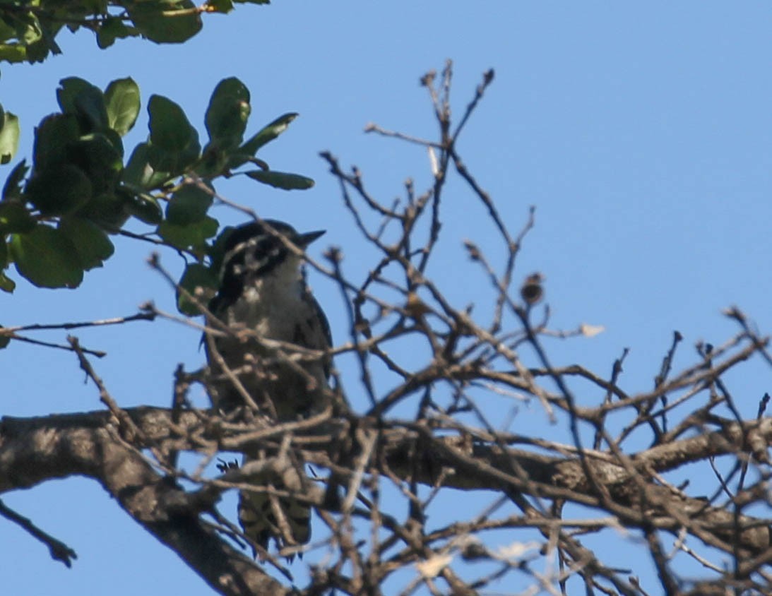 strakapoud kalifornský - ML167246241