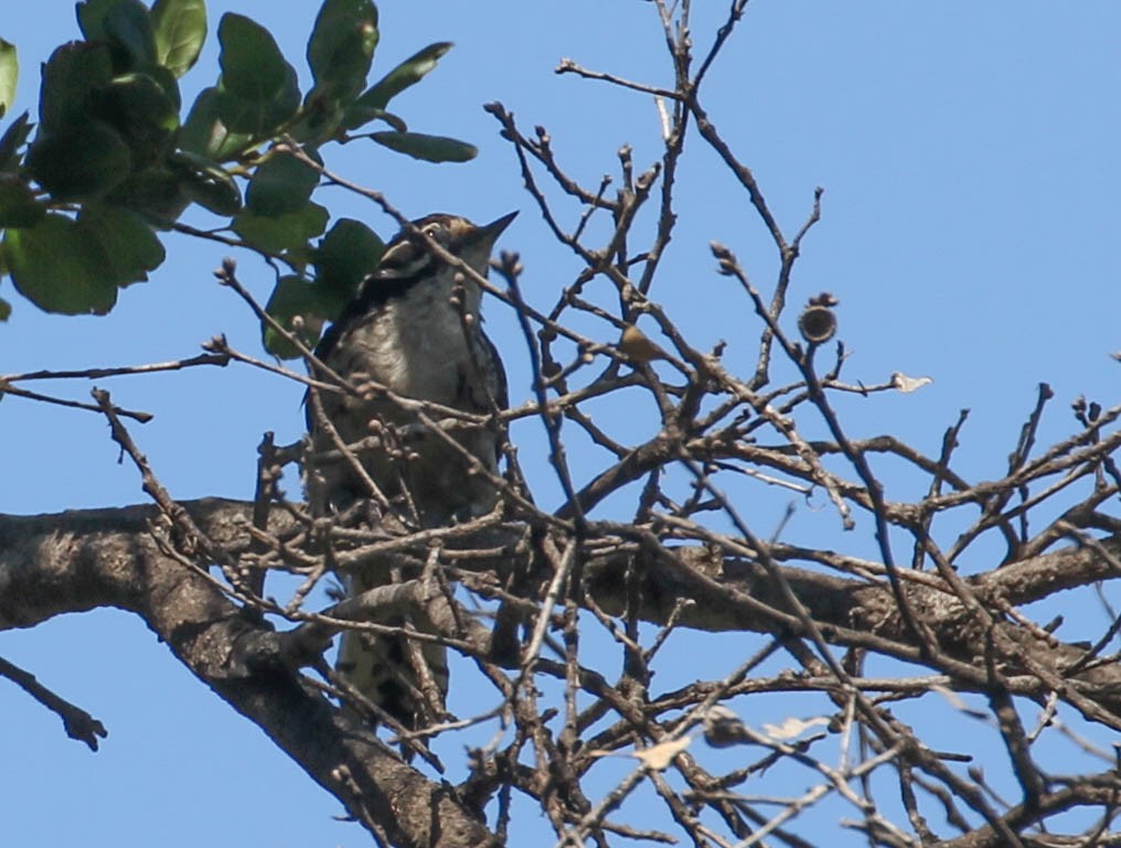 strakapoud kalifornský - ML167246251