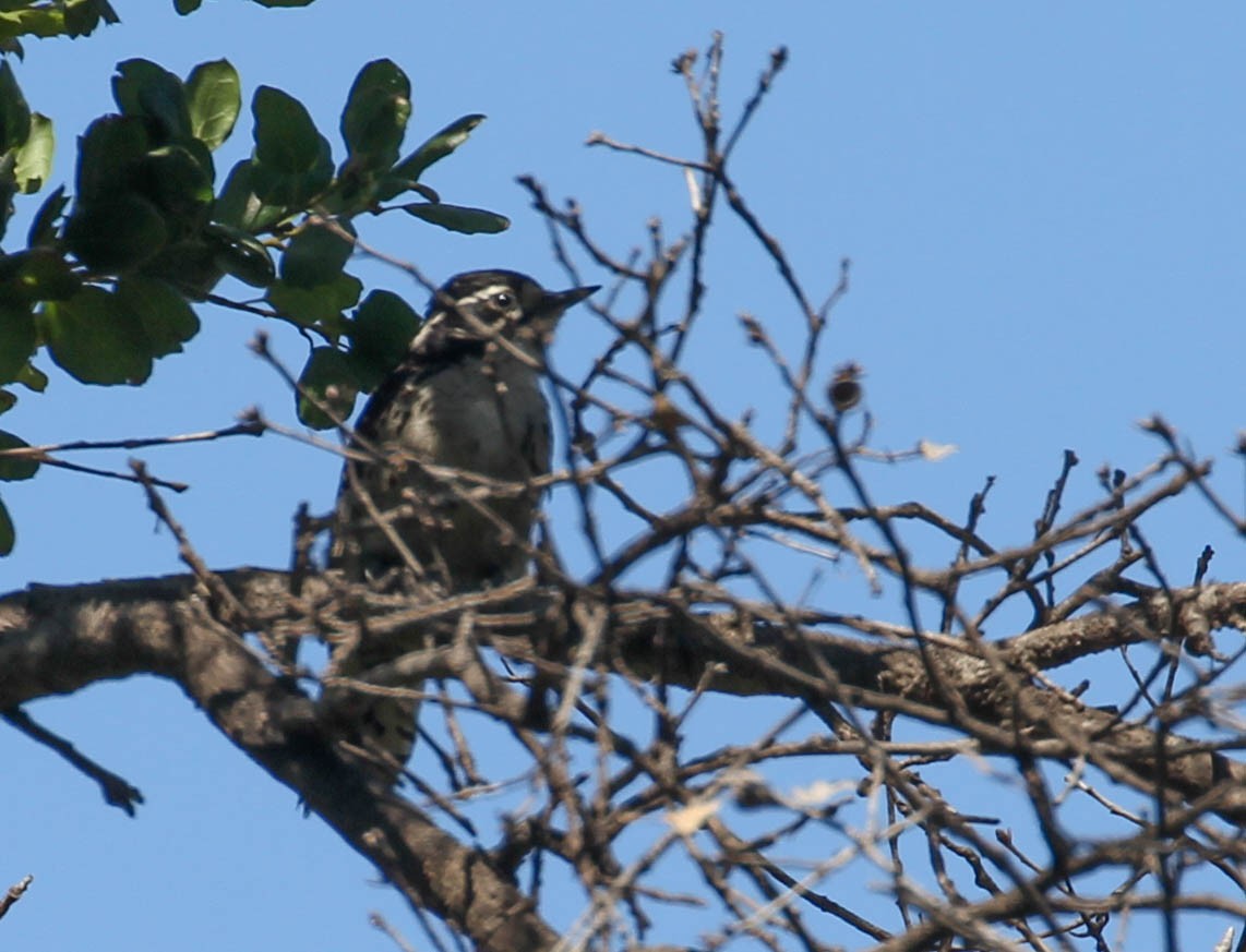 strakapoud kalifornský - ML167246261