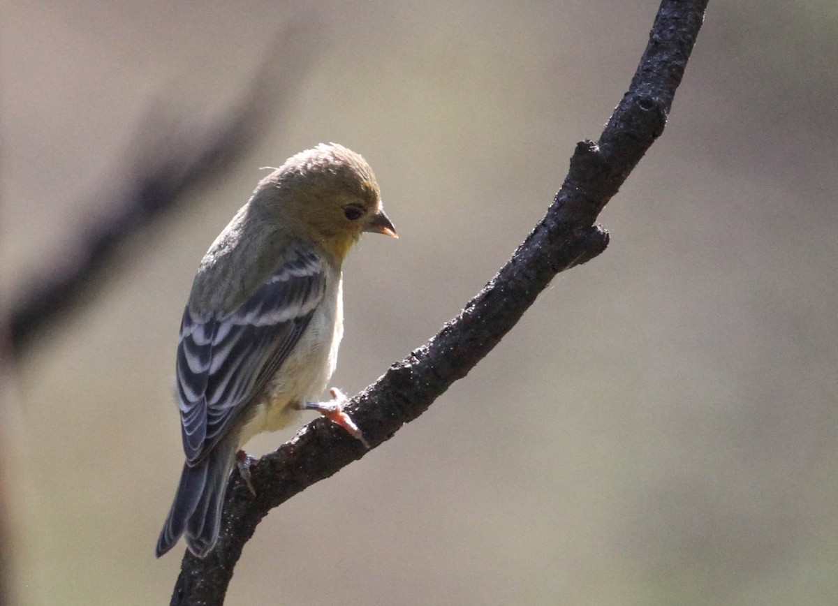 čížek mexický - ML167246281