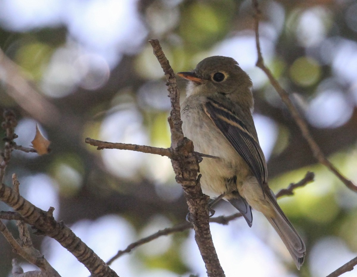 Western Flycatcher (Pacific-slope) - ML167246291