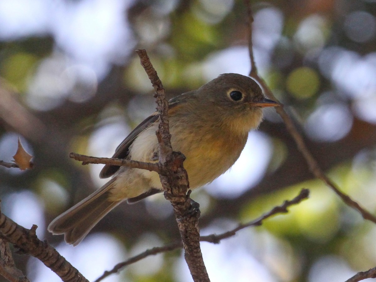 Western Flycatcher (Pacific-slope) - ML167246301