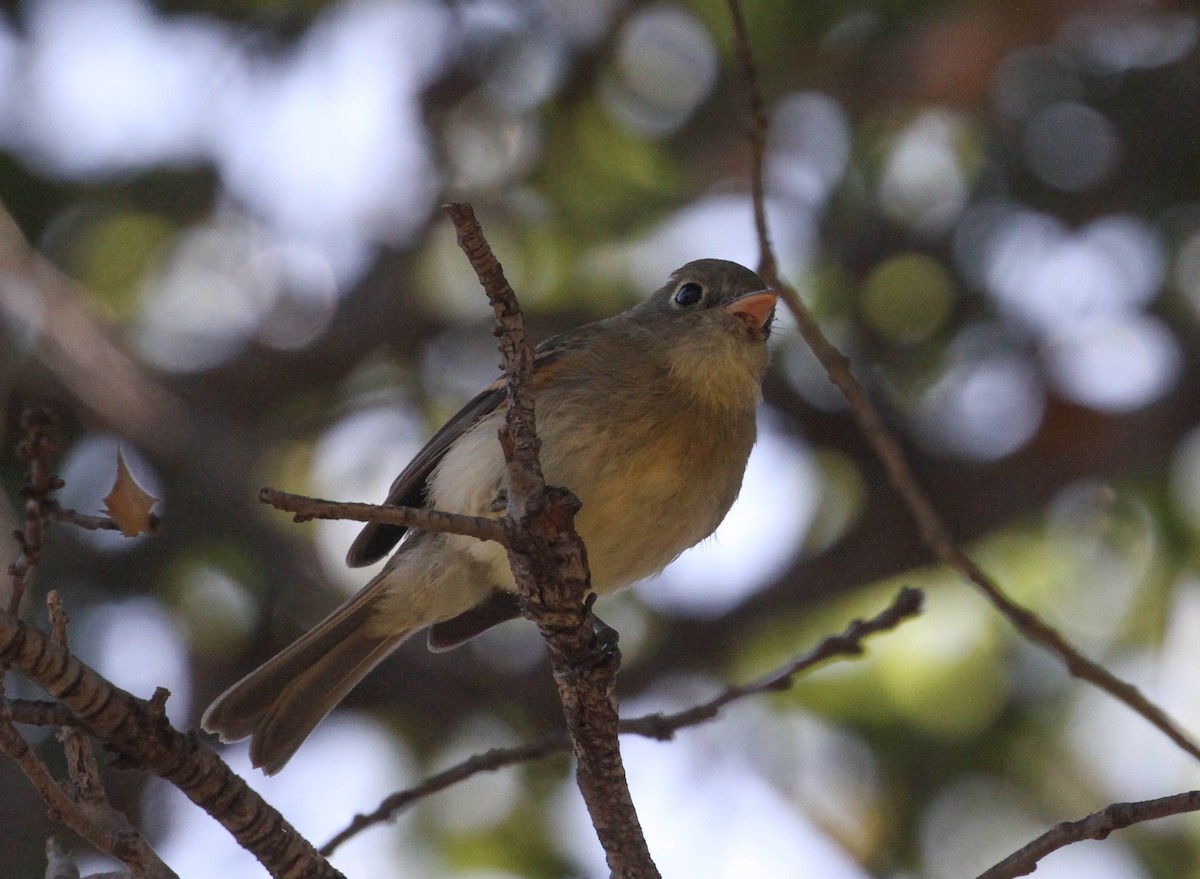 Western Flycatcher (Pacific-slope) - ML167246311