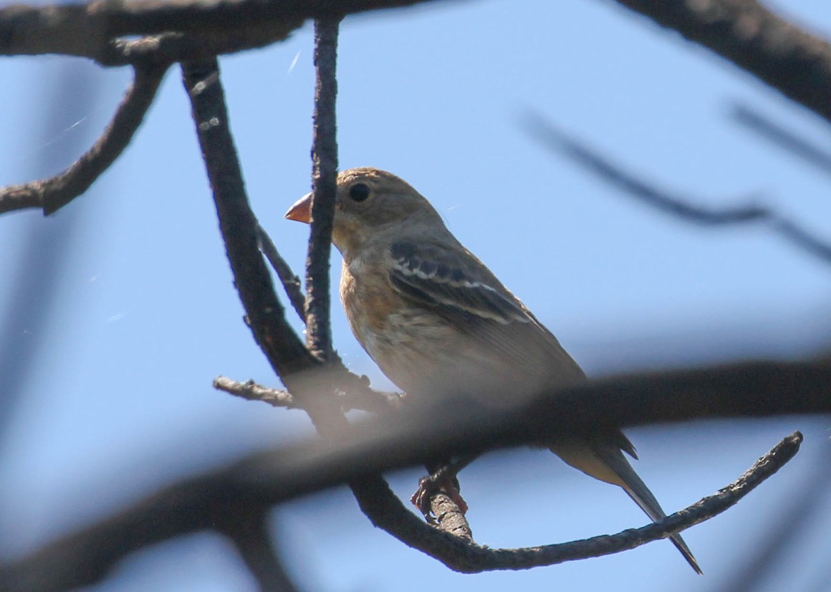 papežík lazurový - ML167246321
