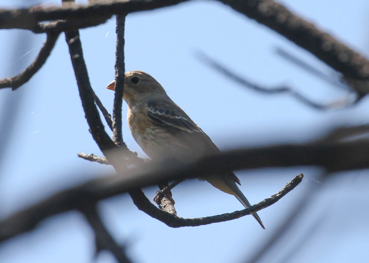 papežík lazurový - ML167246331