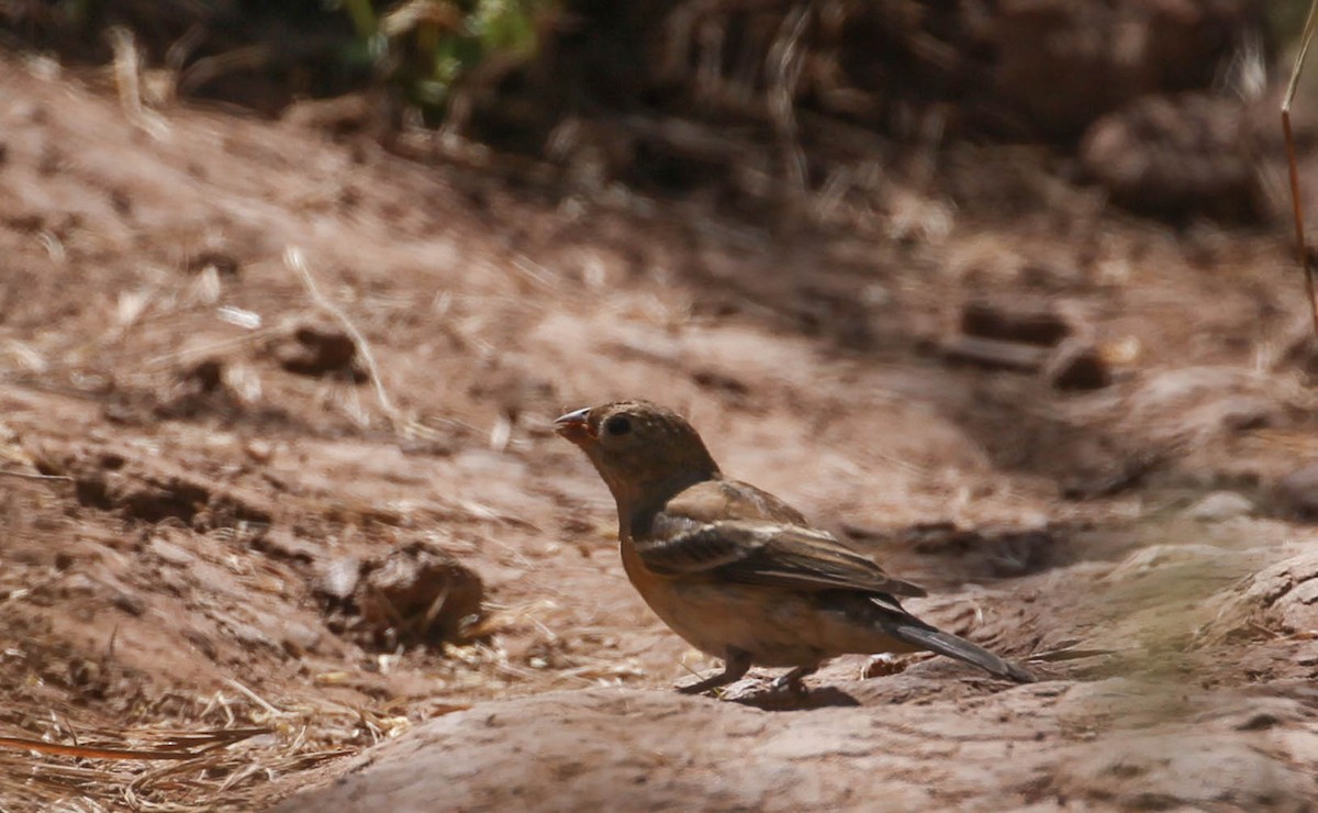 papežík lazurový - ML167246341