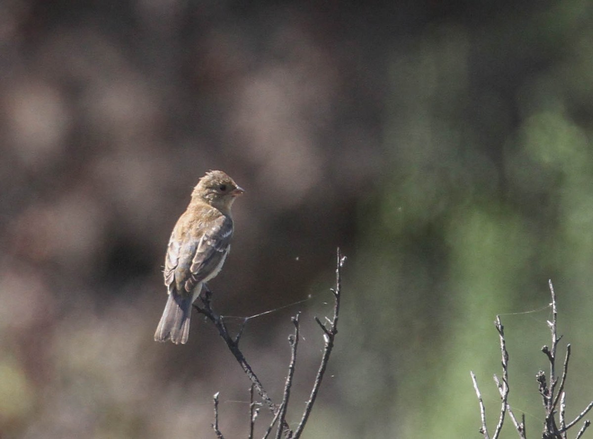 papežík lazurový - ML167246351