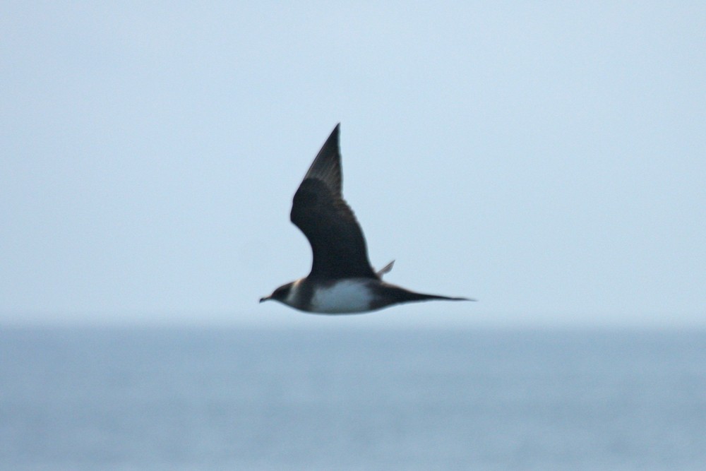 Parasitic Jaeger - ML167246361