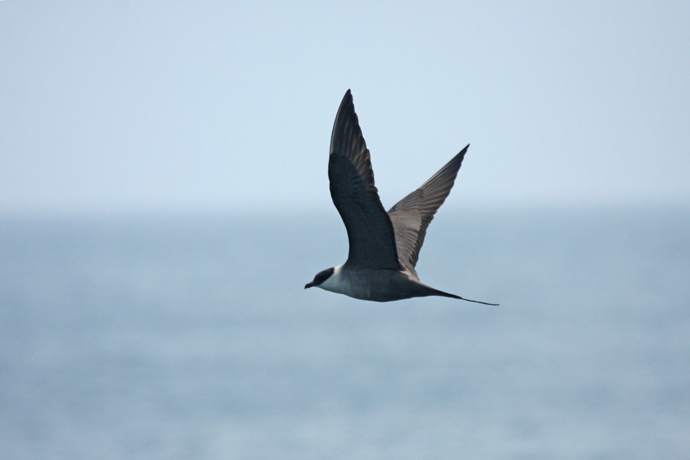 Long-tailed Jaeger - ML167246371