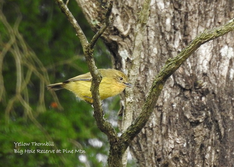 Yellow Thornbill - ML167247911