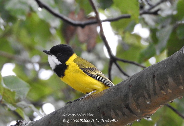 Golden Whistler - ML167247931