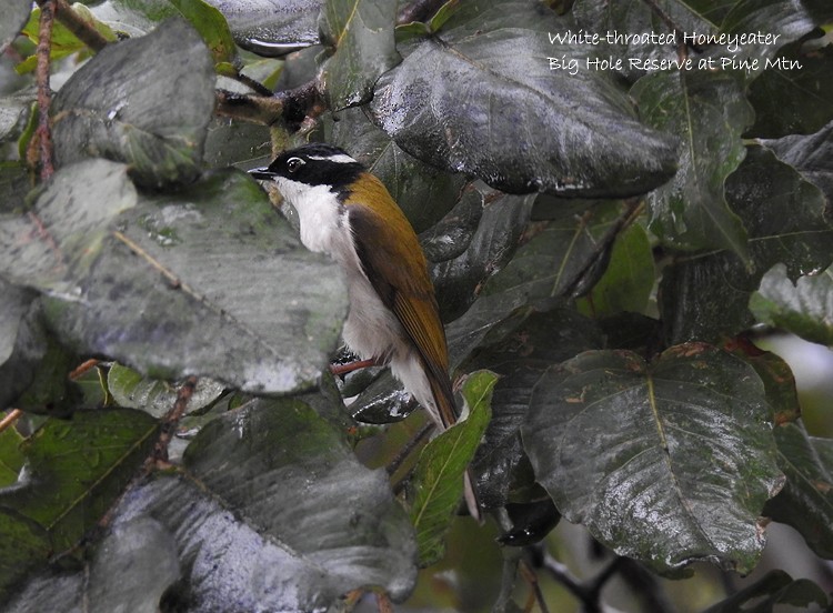 White-throated Honeyeater - ML167247971