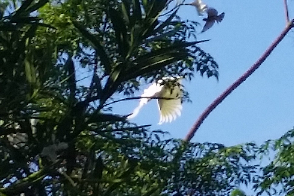 White Cockatoo - ML167248021
