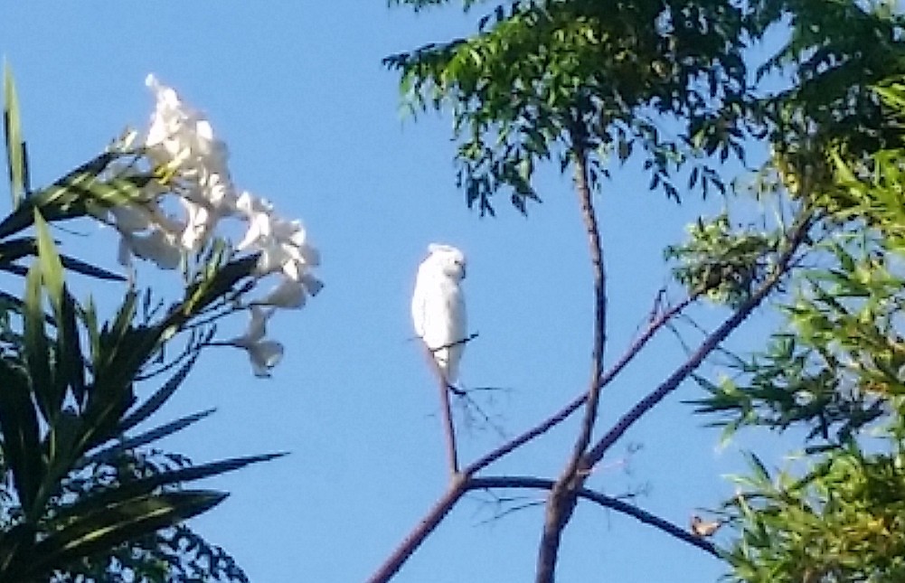 White Cockatoo - ML167248051