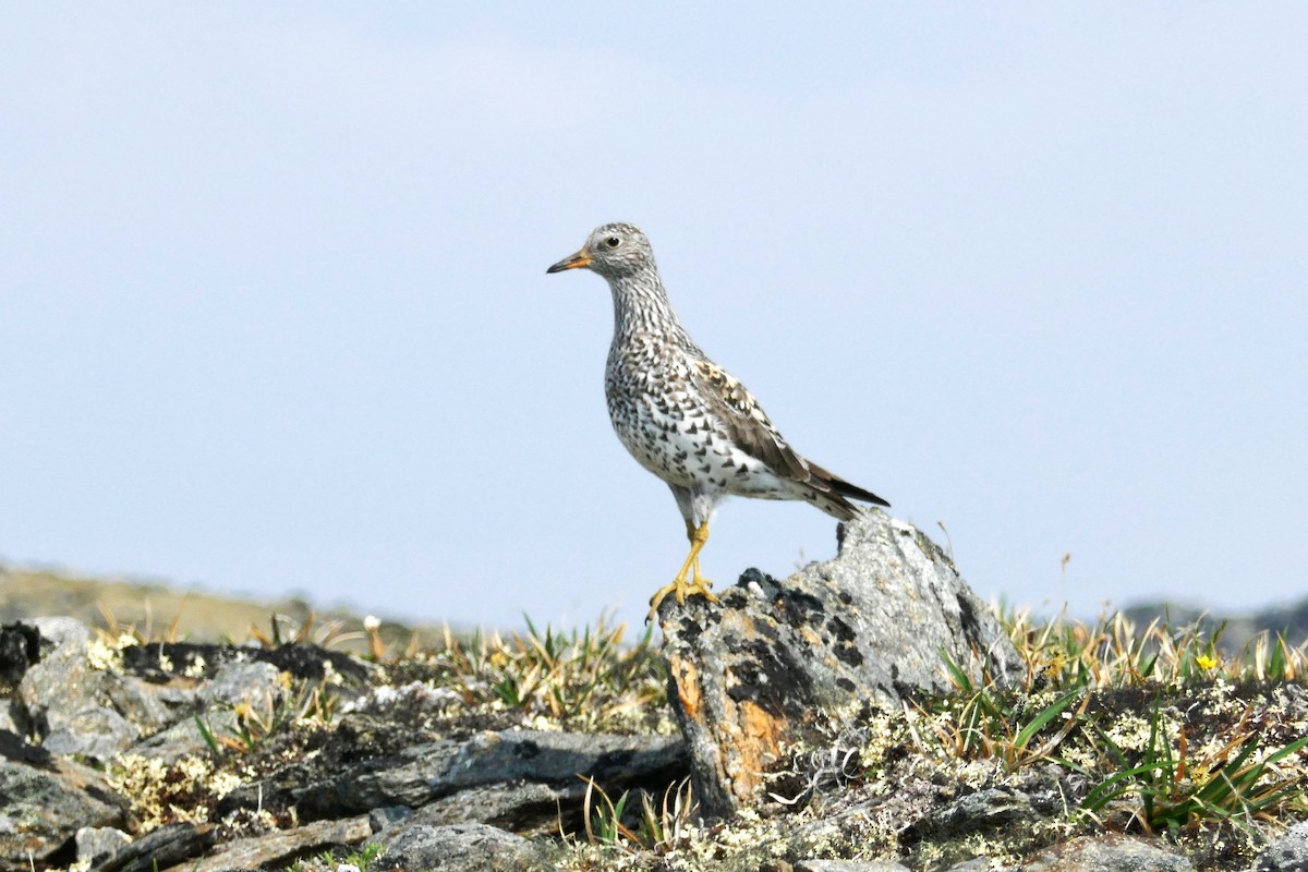 Surfbird - ML167248851