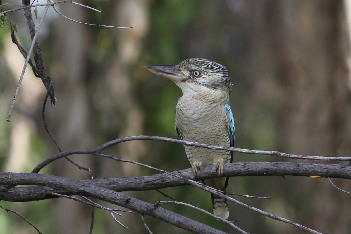 Blue-winged Kookaburra - ML167251301