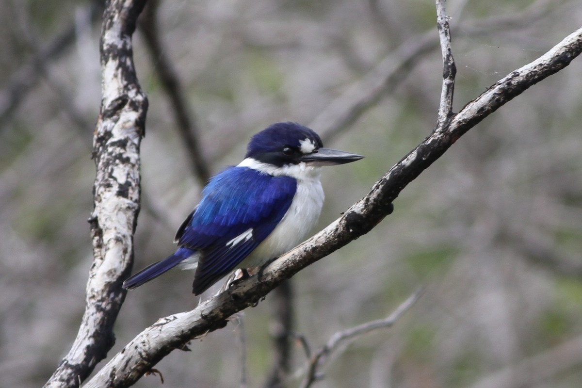 Forest Kingfisher - ML167251311
