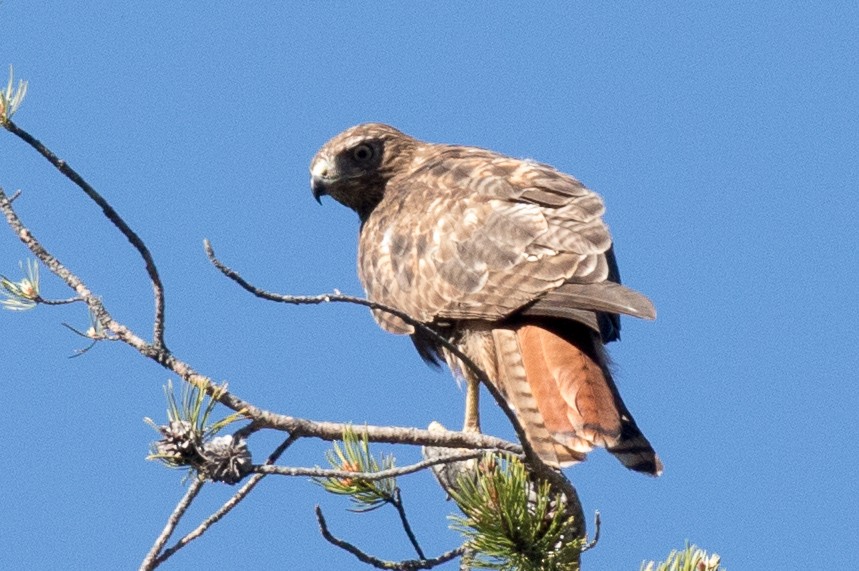 Red-tailed Hawk - ML167251981