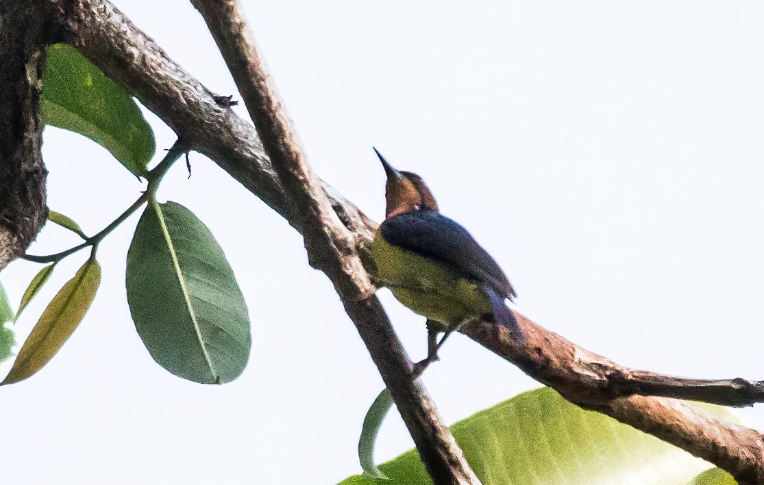 Ruby-cheeked Sunbird - Ashish John