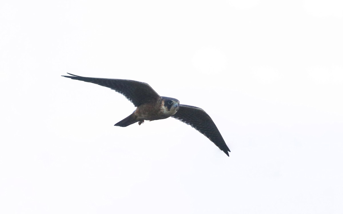 Australian Hobby - Ged Tranter